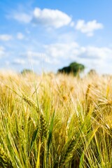 Poster - a field of green and yellow wheat with the sky in the background