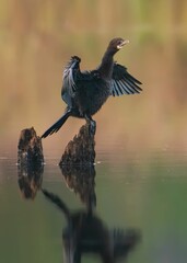 Wall Mural - a Little Cormorant on Calm Water
flapping its wings in front of a lake