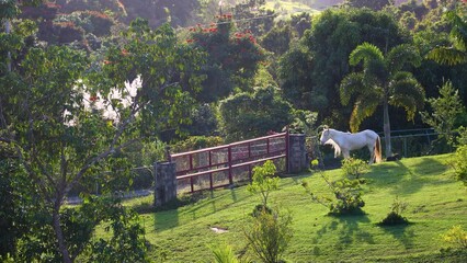 Wall Mural - White strong horse in the green bright field on the farm