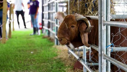 Canvas Print - Closeup video of an anglo-Nubian goat in the cage on the farm