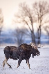 Canvas Print - Majestic moose stands in a wintery landscape, surrounded by a forest of bare trees