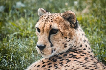 Poster - Cheetah resting in the lush green grass, with its gaze fixed in the distance