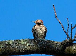 Poster - Northern flicker bird perched on a tree branch against a clear, azure sky.