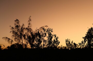 Wall Mural - Tranquil sunset with silhouetted trees on the horizon, framed by a lush grassy field, Australia