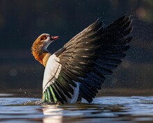 Majestic Egyptian Goose In Its Natural Habitat, Spreading Its Wings In A Body Of Water