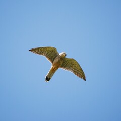 Poster - Majestic Kestrel soaring gracefully through a clear blue sky