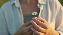 Woman Spins Daisy In Hands. Female Hands Holding Blooming Chamomile, Nature Landscape On Field At Sunset, Cinematic Shot Of Summer Flower Bloom