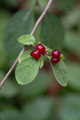 Sticker - Worm fruits on honeysuckle after rain.