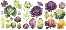 Set Of Cabbage Watercolor Collection Of Hand Drawn, Cabbage Purple And Green Color, Cabbage Elegant Watercolor , Cabbage Leaves Isolated Transparent Background, PNG.