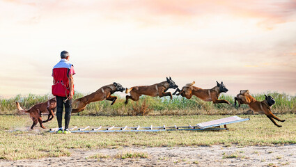 Wall Mural - training of belgian shepherd