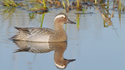 Wall Mural - Garganey bird in spring, male or drake in breeding plumage Spatula querquedula