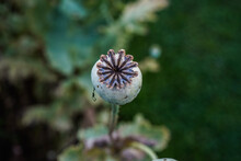 Isolated Poppy Seed Head In An Outdoor Garden Space.