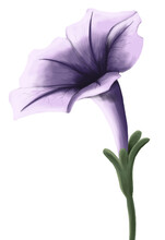 Ilustración De Petunia Purpura Aislada