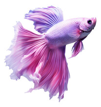 Beautiful Siamese Fish Isolated