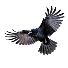 Flying black crow isolated