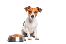 Jack Russell Terrier Sitting Next To A Bowl Of Food. Isolated On Transparent Background. PNG. 