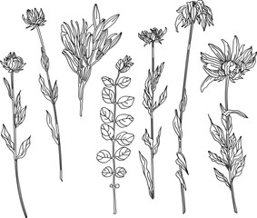 Wall Mural - Botanical set of sketch flowers and branches	