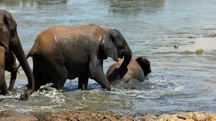 Canvas Print - African elephants (Loxodonta africana) playing in a muddy waterhole, Addo Elephant National Park, South Africa