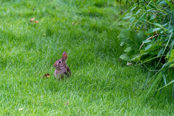 Cottontail Rabbit Sitting In The Grass In Summer