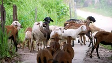 Slow Motion Herd Of Goats Walking Down A Dirt Road