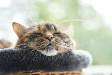 Wall Mural - Sleeping cat. Nose and head close-up on white background