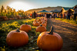 pumpkin patch farm fall autumn festival with people and stalls 
