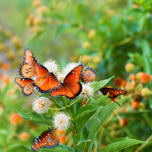 A Group Of Brightly Colored Monarch Butterflies, Or Danaus Plexippus, Feeds On A Buttonbush, Or Cephalanthus, On A Very Warm Summer Morning Near A Lake In Texas.