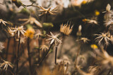 Fototapeta Dmuchawce - Dried wildflowers with thorns, wild plants, weed in wild environment. Nature, abstract warm landscape in summer golden hour. Amazing natural wallpaper with sepia brown filter. Sunny garden flowers.