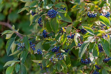 Sticker - Blue Silky Dogwood Berries Growing On The Shrub in August