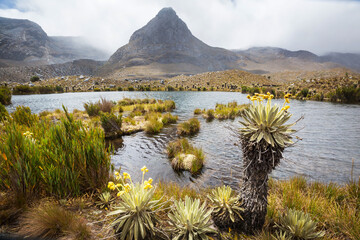 Poster - Plants in Colombia