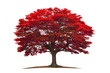 Red tree isolated on white background