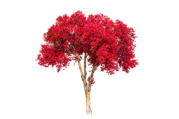  Red tree isolated on white background