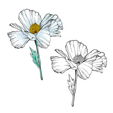 Two Poppy Flowers. Isolated Flowers As A Design Elements. Hand Drawn Sketch Style. Line Art. Ink Drawing. Nature Illustration On White.