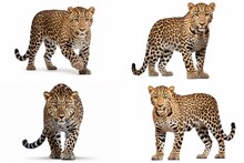 Set Of Leopards Isolated On White Background.