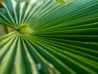 Brahea edulis. Palm leaves against the sky. Background from plants. Tropical concept. Sharp palm leaves.