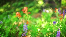Paintbrush, Lupine Wildflowers Flower Plants In Colorado Macro Closeup Focus Rack Shot At Top Of Vail Tour Ridge Route Hiking Trail In Summer