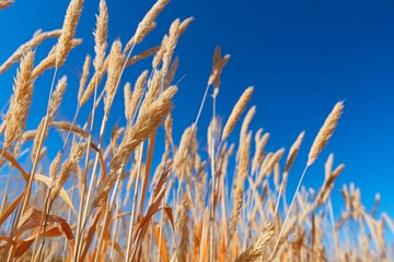 Naklejka na meble Dry wheatgrass against blue sky