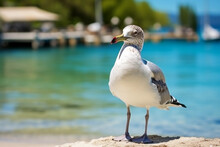 Seagull Stands On Harbor Shore