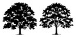 © ITrWorks - maple tree silhouette set illustration