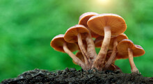 Group Of Mushrooms Against Green Background