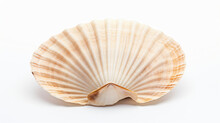 Raw Shell Scallop Isolated On White Background