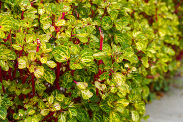 Wall Mural - Iresine herbstii or Herbst's bloodleaf is a species of flowering plant in the family Amaranthaceae. Some call this plant the chicken gizzard plant. Red Blood Leaf Ornamental Plant.