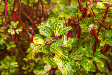 Wall Mural - Iresine herbstii or Herbst's bloodleaf is a species of flowering plant in the family Amaranthaceae. Some call this plant the chicken gizzard plant. Red Blood Leaf Ornamental Plant.