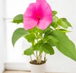 Pink flower on new hibiscus cutting in pot against white wall