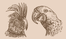 Graphical Vintage Set Of  Parrots ,vector Element Of Bird.Ink Pen Parrots,ornithology