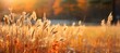 Autumn grass field on bokeh nature background. Generative AI technology.