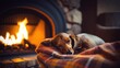 © Everlasting Dreams - Brown Dachshund dog sleeping snuggly and warm on a wool blanket next to a stone rock fireplace in living room, cozy ambience with flickering orange flames wood fire - generative AI