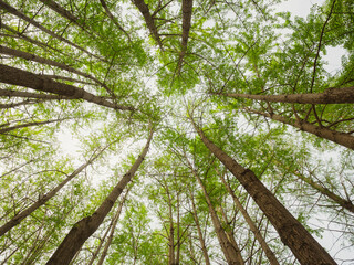 Aufkleber - Green Forest Trees low angle view Environment Nature background