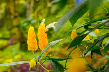 Wall Mural - Pachystachys lutea, known as the golden shrimp plant or lollipop plant