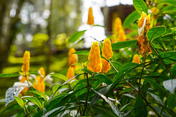 Wall Mural - Pachystachys lutea, known as the golden shrimp plant or lollipop plant